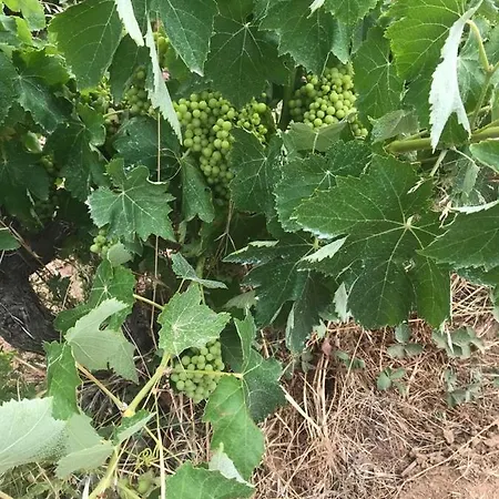 Pinar Del Mar פלטחה ד'ארו